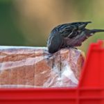 bird opening slice bread pack